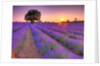 Lavender field at sunset by Assaf Frank